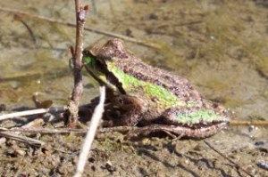 adult pacific chorus frog, photo V. Jackson