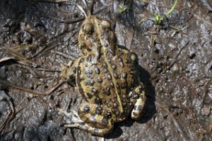 Western Toad adult (copyright Stephen Nyman)