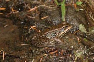 Cascades Frog (copyright Stephen Nyman)