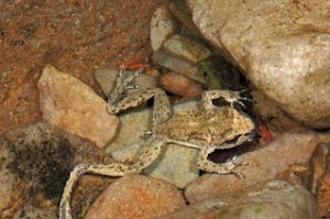 Coastal Tailed Frog adult (copyright Stephen Nyman)