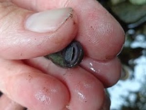 Coastal Tailed Frog Larvae- mouth detail (copyright Chris Brown)