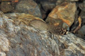Coastal Tailed Frog Larvae (copyright Stephen Nyman)