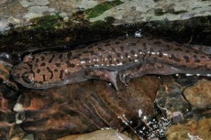 Coastal Giant Salamander subadjult (copyright Stephen Nyman)