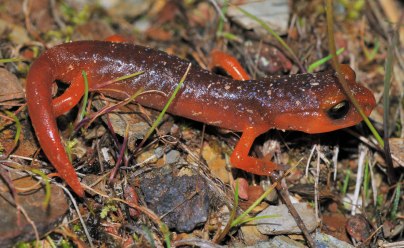 Juvenile yellow-eyed ensatina from Merced Co., California, a form of the species that mimics newts of the genus Taricha