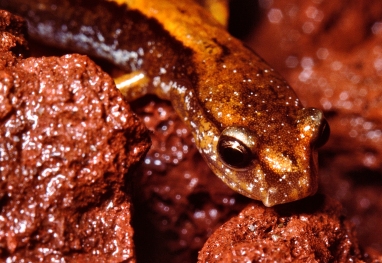 Adult male western red-backed salamander, showing the nasolabial cirrus (copyright Stephen Nyman)